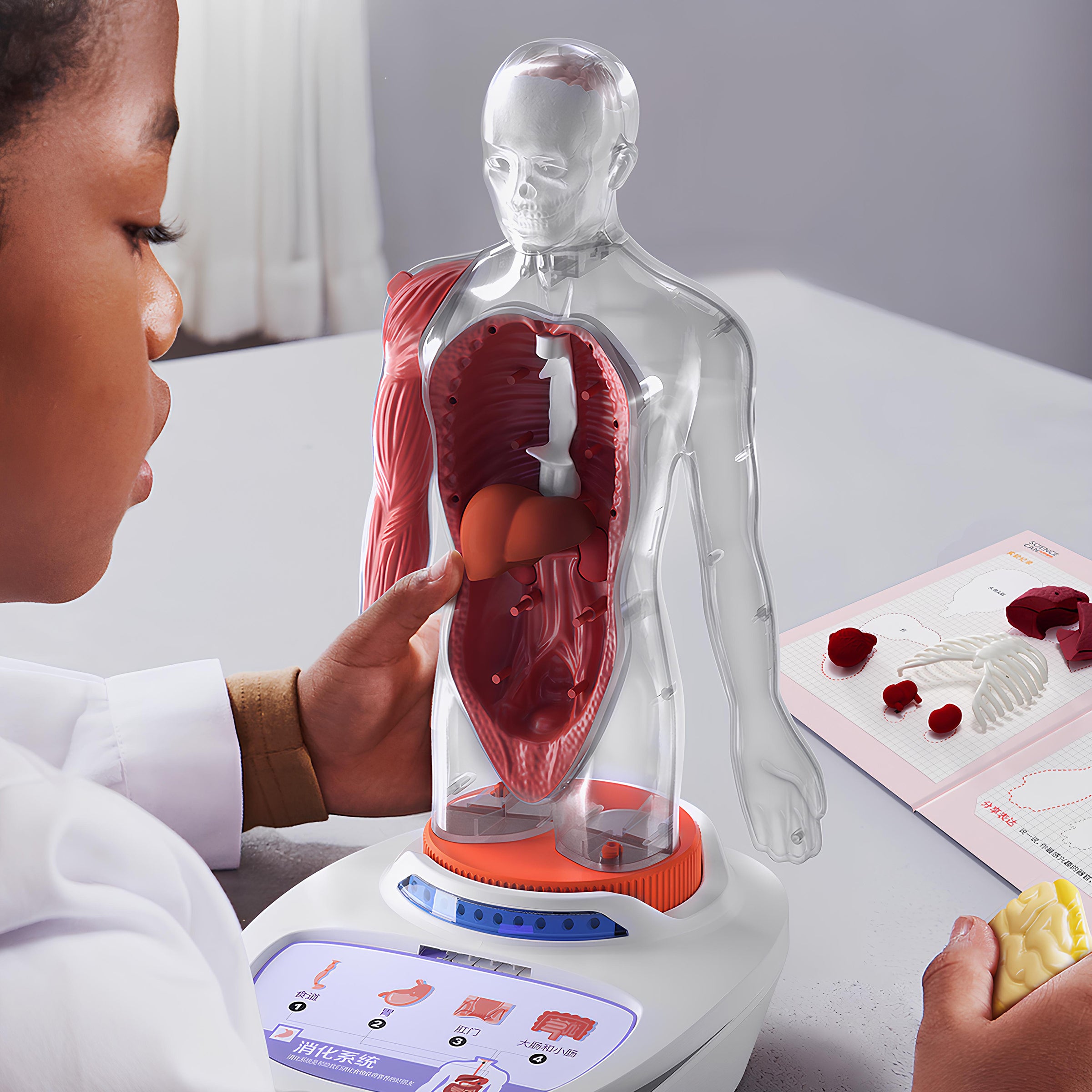 Children discover how the human body works. They place the cards on the model base and press the symbol to hear interesting facts about organs like the heart, brain, and lungs. The quiz mode encourages learning through play.